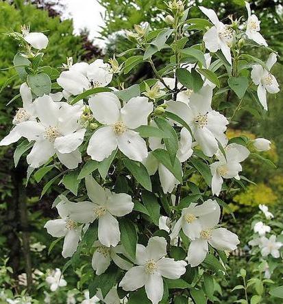 Philadelphus "Silberregen"